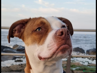 American Bulldog dogs - Advert 22