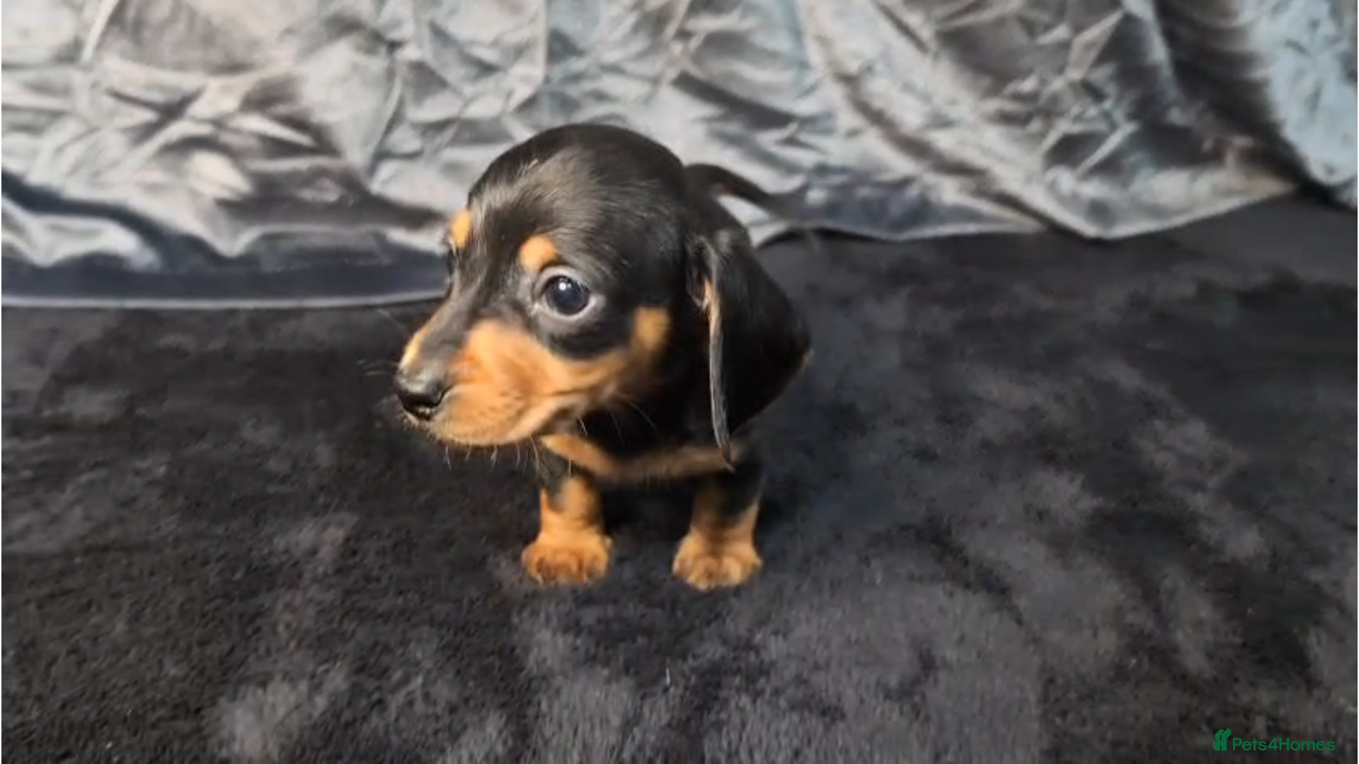 Miniature Dachshund dogs Mini Dachshund Puppy - Advert 11