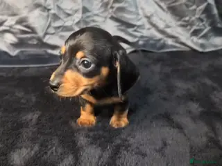Miniature Dachshund dogs Mini Dachshund Puppy - Advert 11