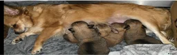 Pomchi dogs for sale: Pomchi puppies ready to go now - Advert 6
