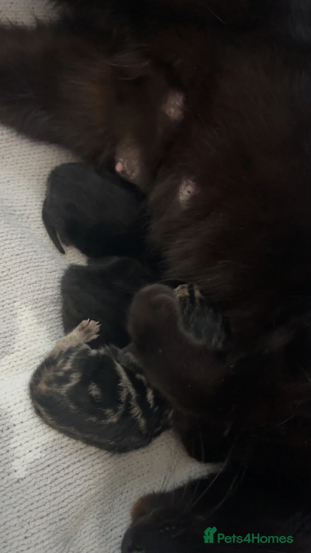 Mixed Breed cats for sale: 3 lovely kittens for sale  - Advert 6