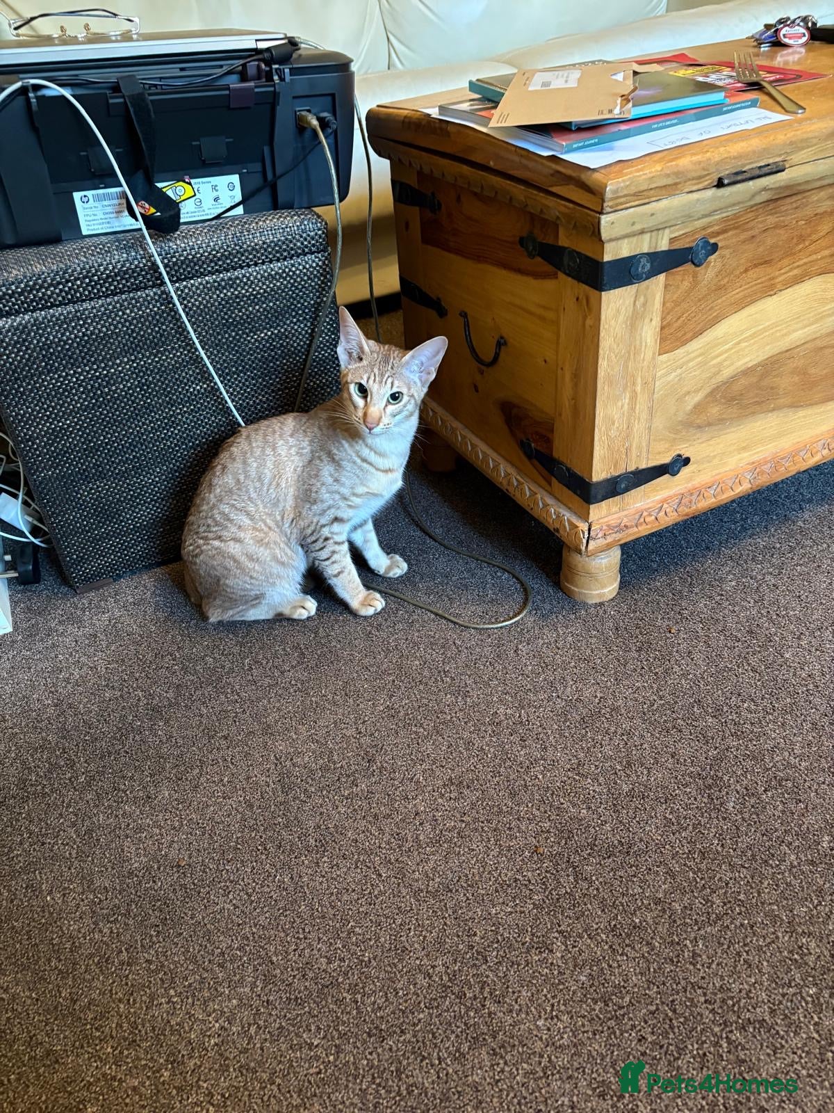 Oriental cats GCCF female lilac tabby  - Advert 1