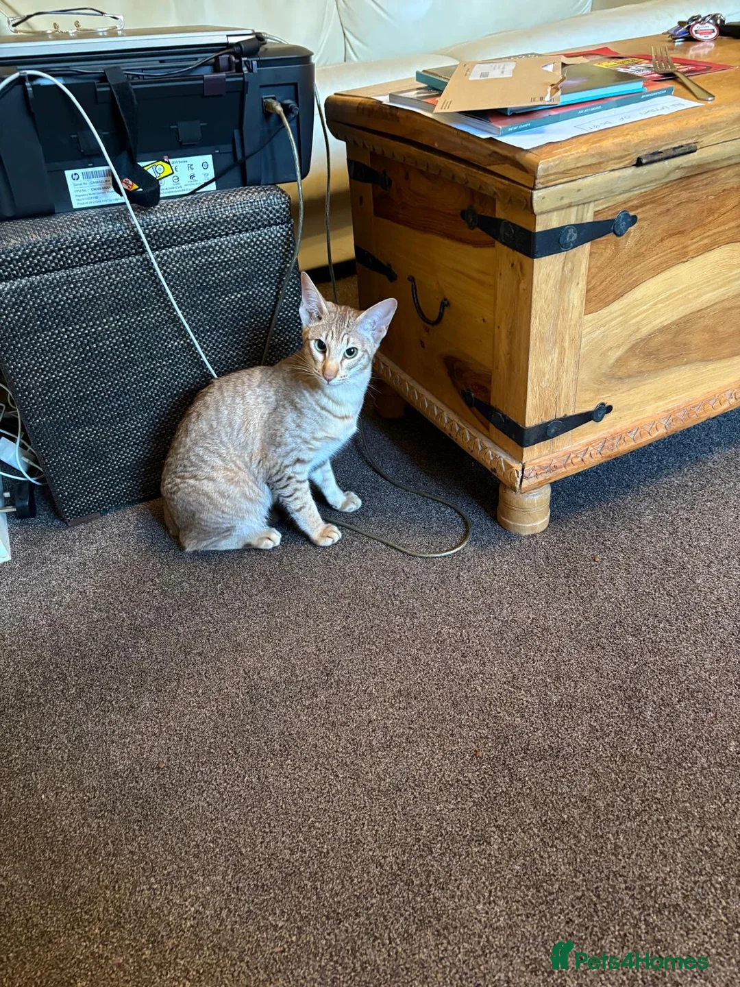 Oriental cats for sale: GCCF female lilac tabby  - Advert 1