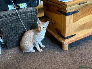 Oriental cats GCCF female lilac tabby - Advert 1