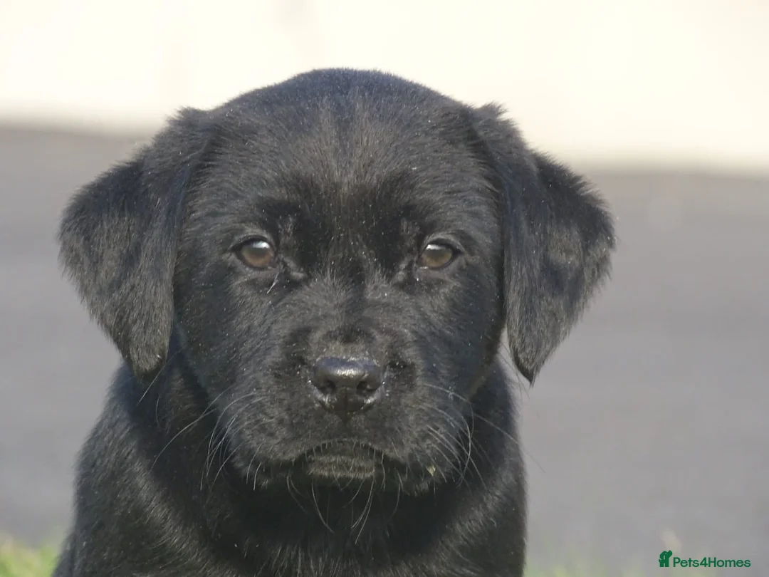 Labrador Retriever dogs for sale: Beautiful Labrador puppies  - Advert 2