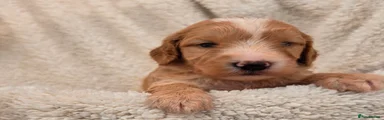 Cockapoo 2