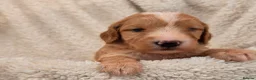 Cockapoo dogs for sale: Stunning F1 Cockapoo Puppies Beautiful Colours - Advert 29