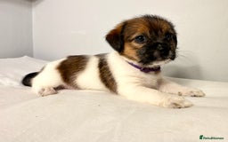 Mixed Breed dogs for sale: Stunning Jack tzu puppies. Jack Russell x Shih Tzu - Image 10