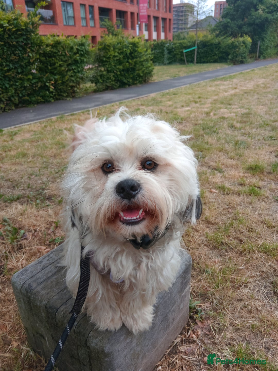 Mixed Breed dogs for sale: Beautiful Lhasa Apso boy - Image 1