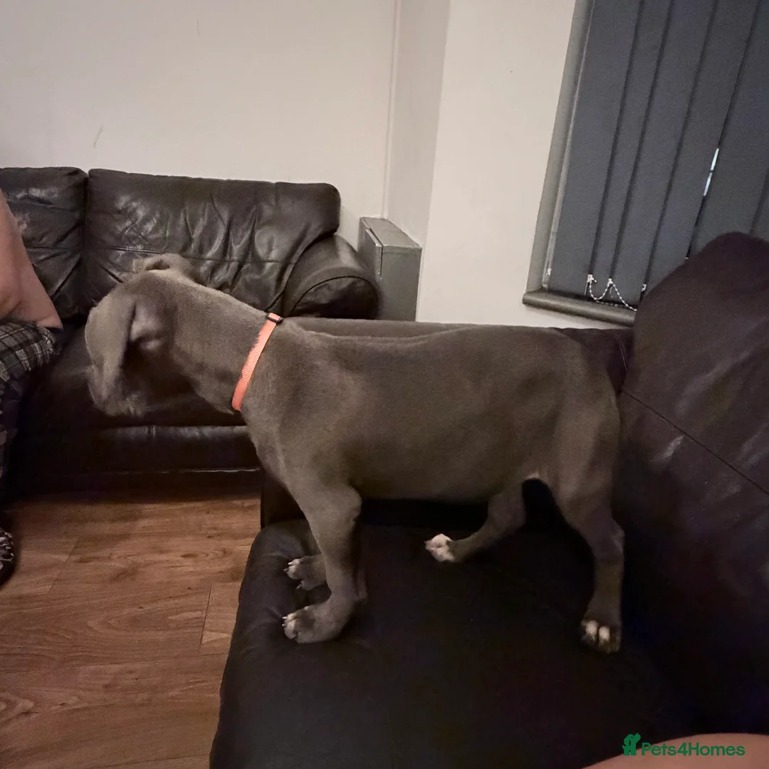 Cane Corso dogs for sale: Cane corso puppies - Advert 8