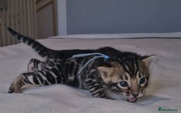 Bengal cats for sale: Pedigree Health Tested TICA Bengal Kittens - Image 12