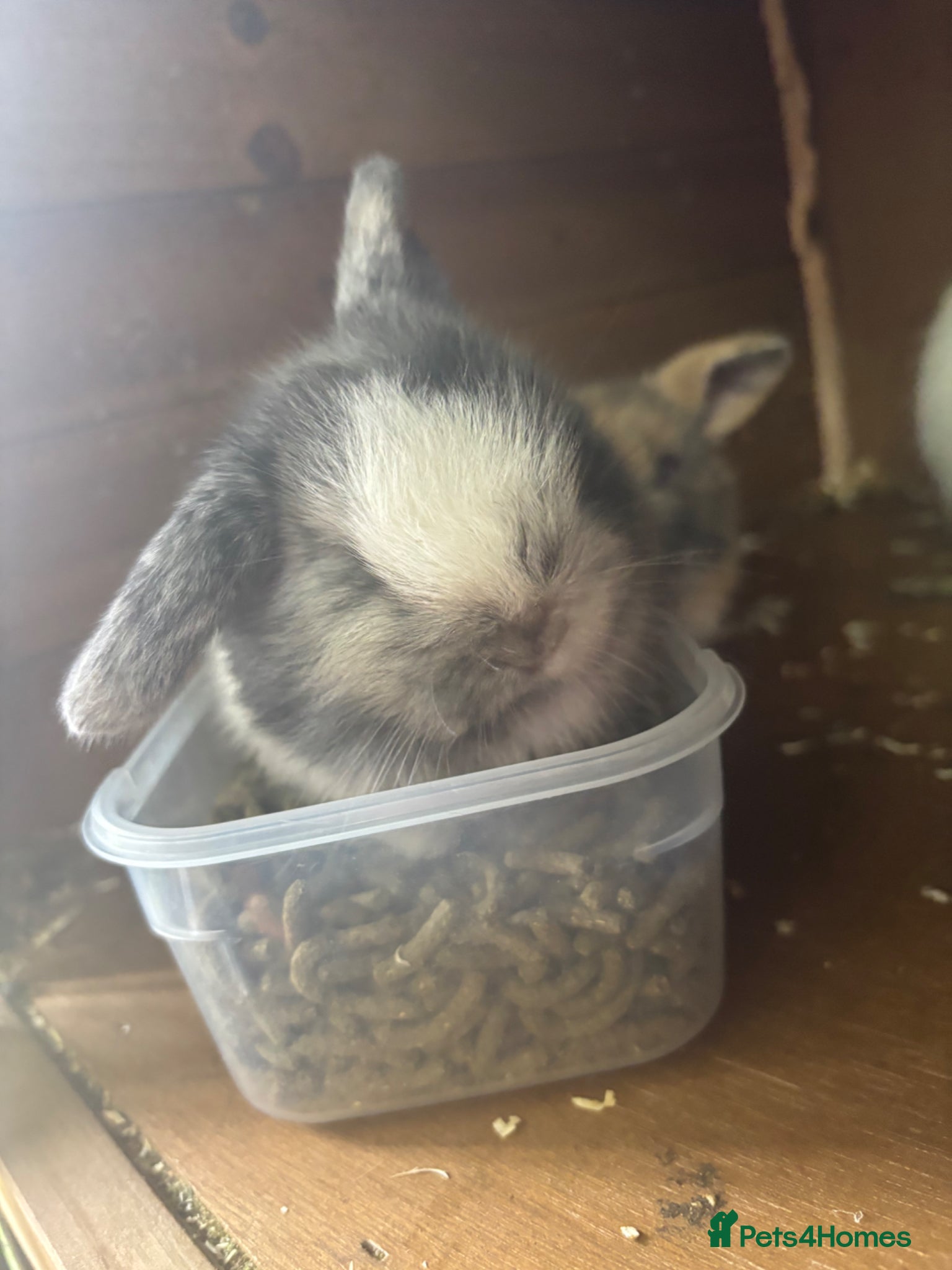 Mini Lop rabbits for sale: 3 mini lops  - Advert 3