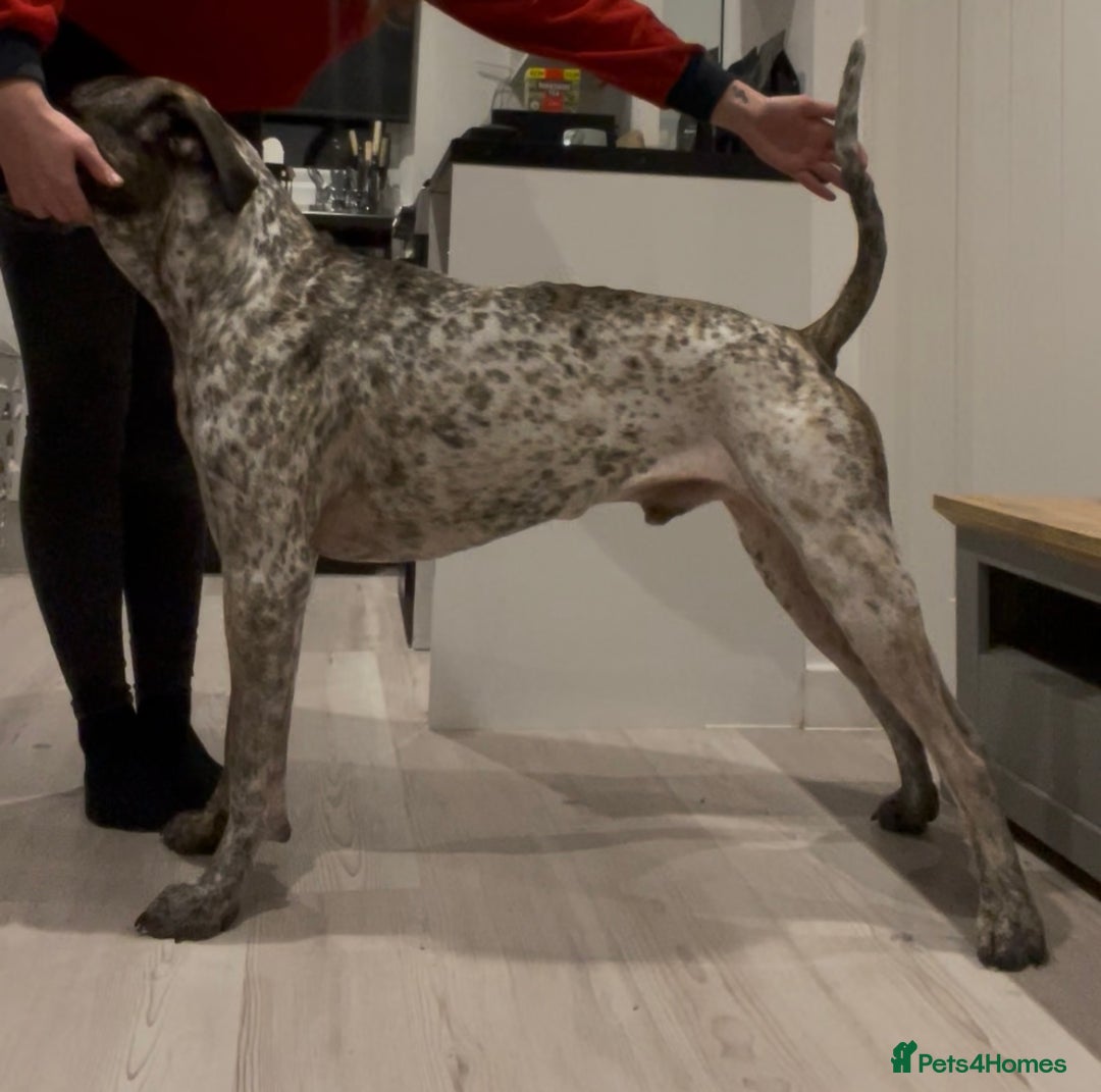 Mixed Breed dogs for sale: Colada the Daniff - Advert 4