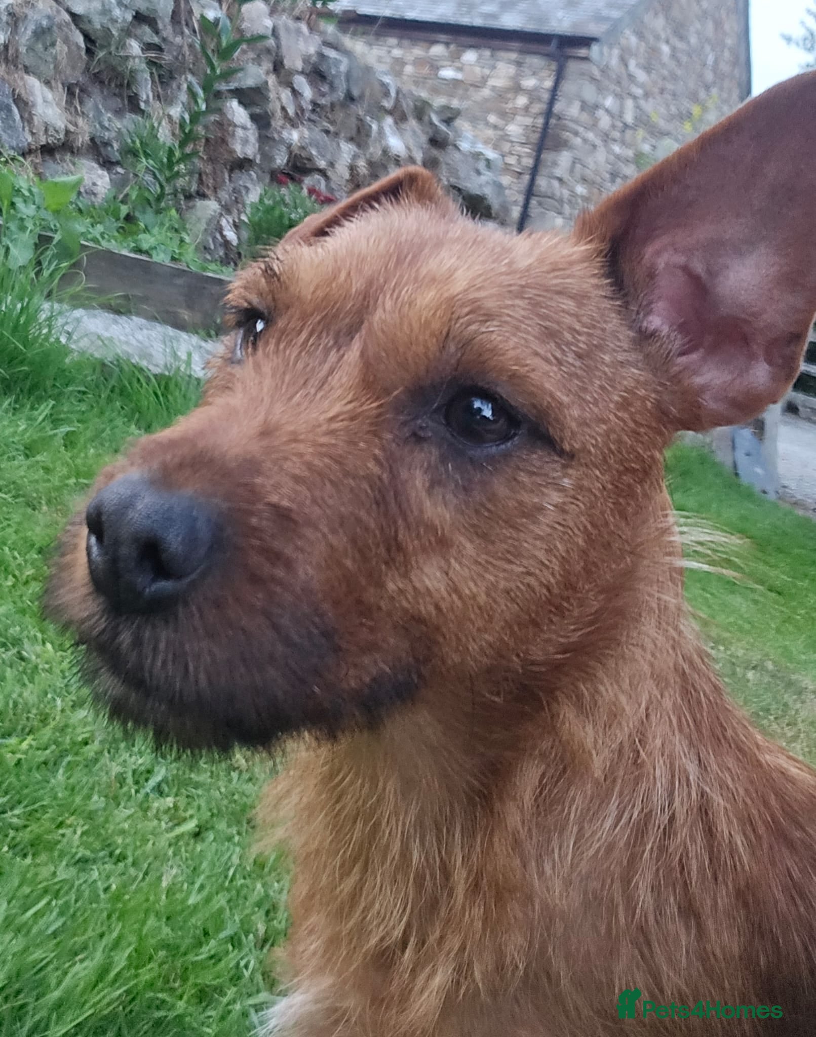 Mixed Breed dogs Jack Russell cross fell - Advert 13
