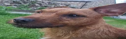 Mixed Breed dogs for sale: Jack Russell cross fell - Advert 1