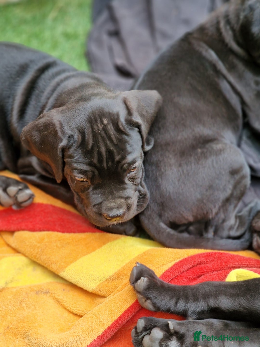 Cane Corso dogs for sale: Top quality  - Image 8