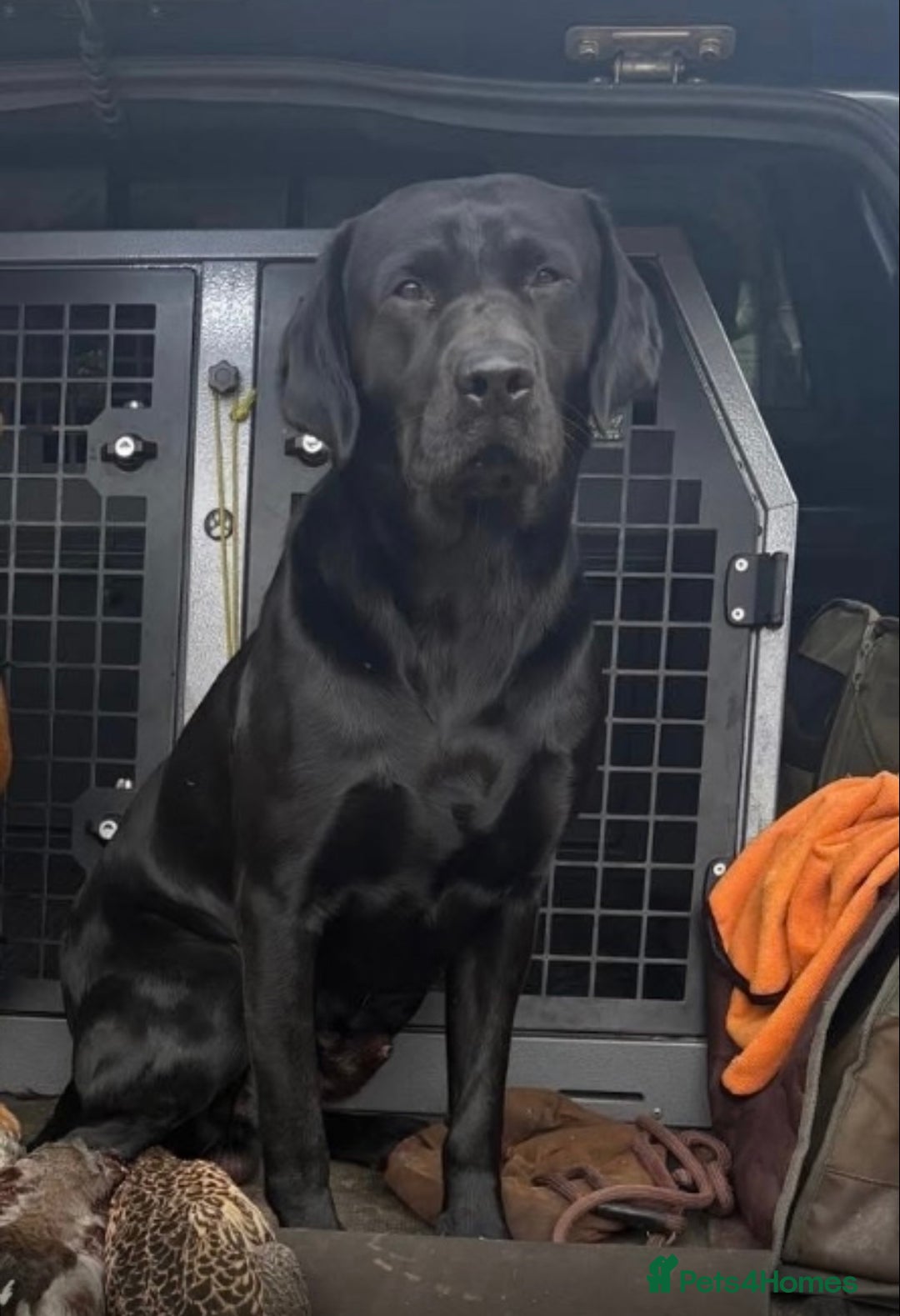 Labrador Retriever dogs for sale: READY NOW.Beautiful black KC registered Labradors  - Advert 19