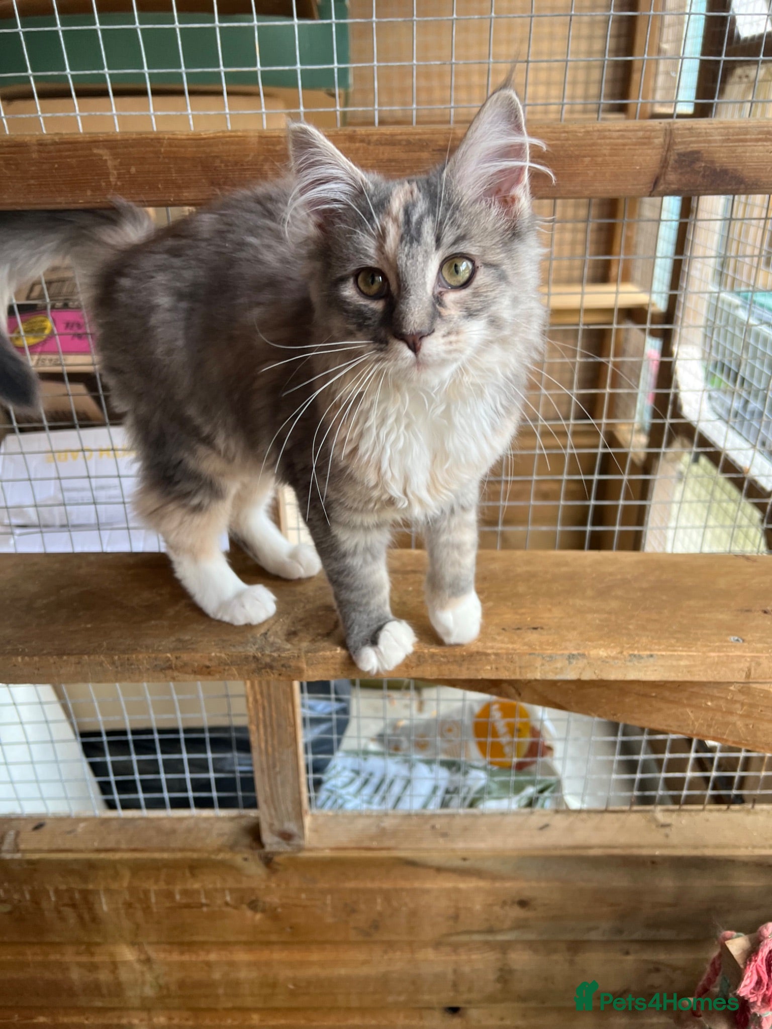 Maine Coon cats BEAUTIFUL MAINE COON KITTENS - Advert 13