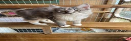Maine Coon cats for sale: BEAUTIFUL MAINE COON KITTENS - Advert 1