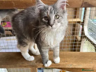 Maine Coon cats BEAUTIFUL MAINE COON KITTENS - Advert 14