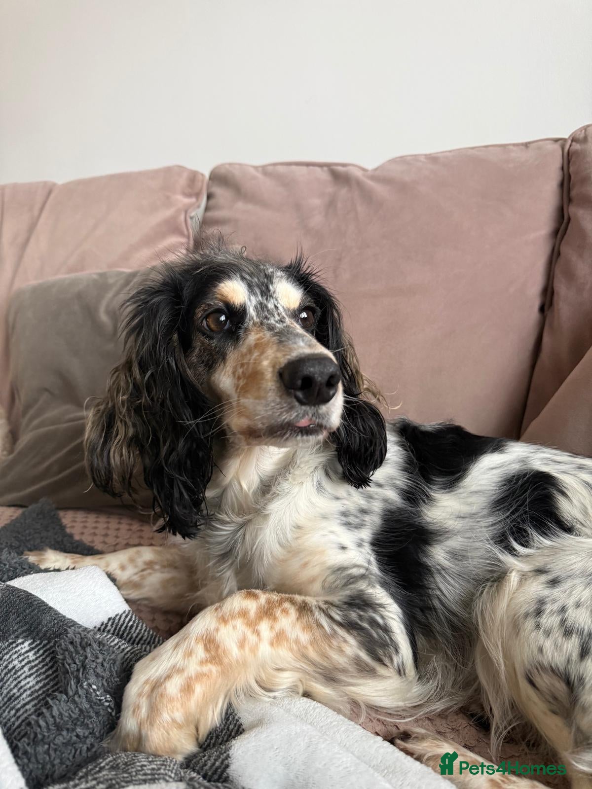 Cockapoo dogs 5 x stunning cockapoo puppies - Advert 1