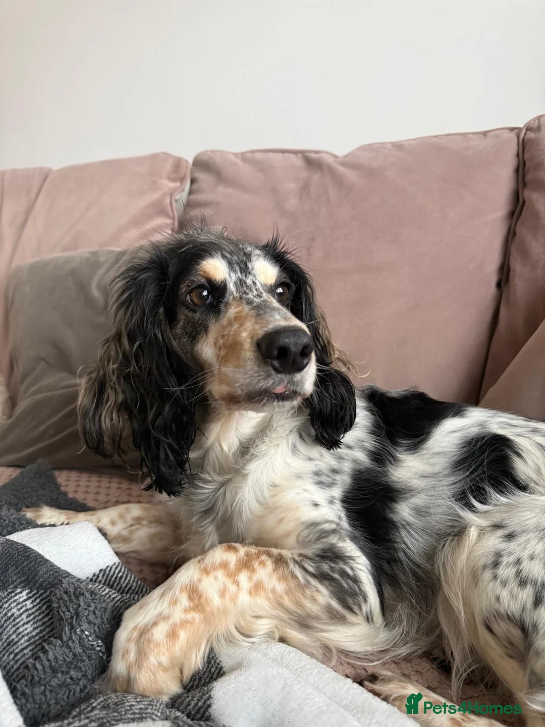 Cockapoo dogs for sale: 5 x stunning cockapoo puppies - Advert 1