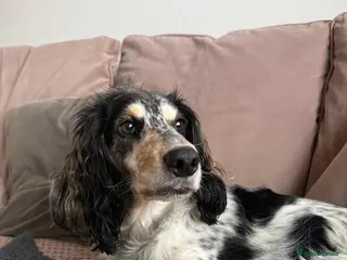 Cockapoo dogs 5 x stunning cockapoo puppies - Advert 1