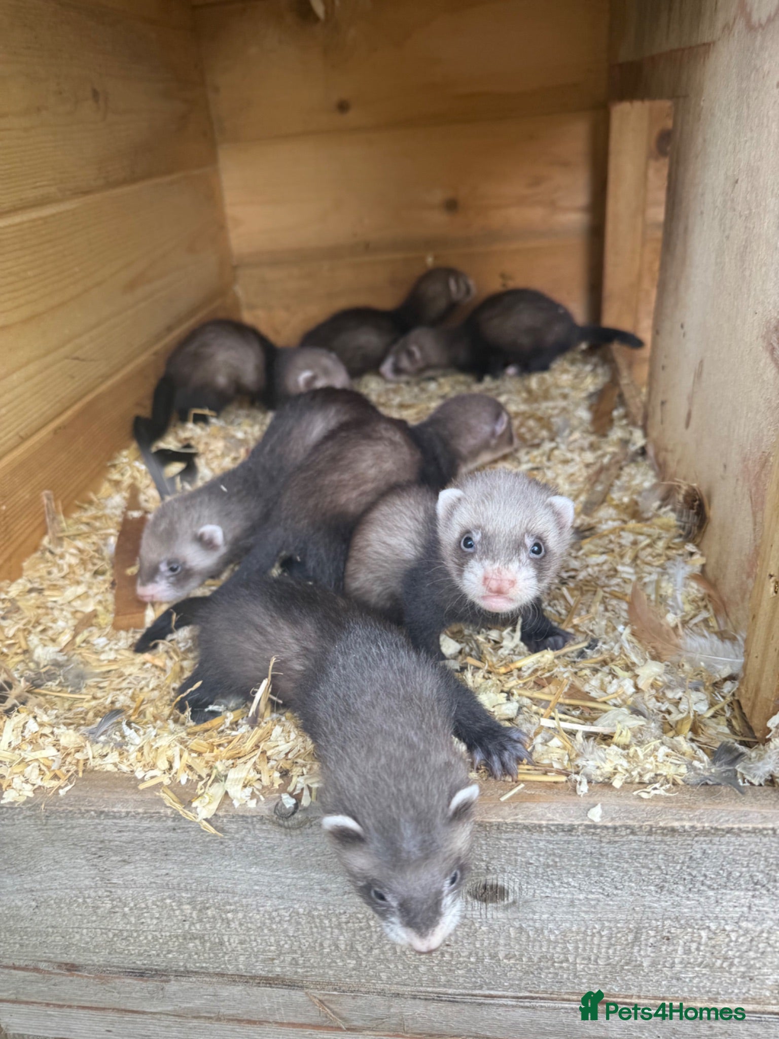 Ferret rodents Ferret kits  - Advert 3