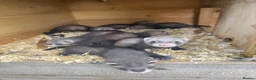 Ferret rodents for sale: Ferret kits  - Advert 1