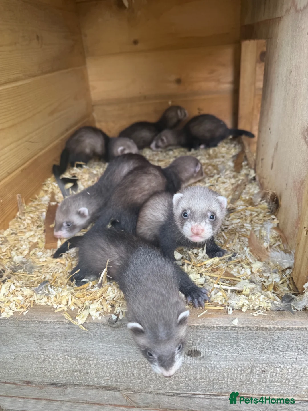 Ferret rodents for sale: Ferret kits  - Advert 1