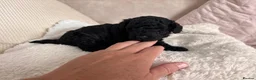 Toy Poodle dogs for sale: READY NOW solid black KC Toy poodle Girl - Advert 10