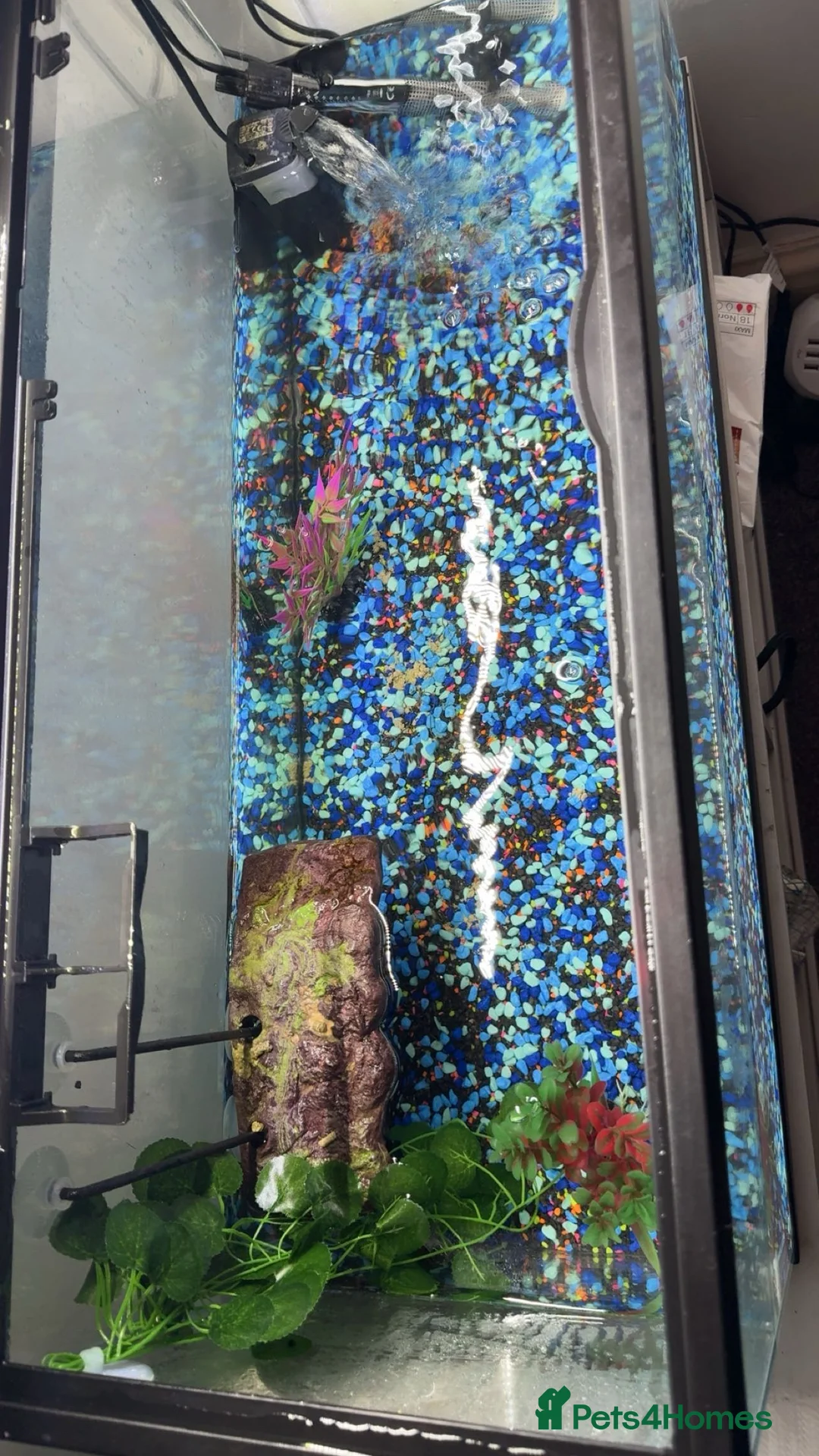 Turtle reptiles for sale: 2 turtles and tank - Advert 2