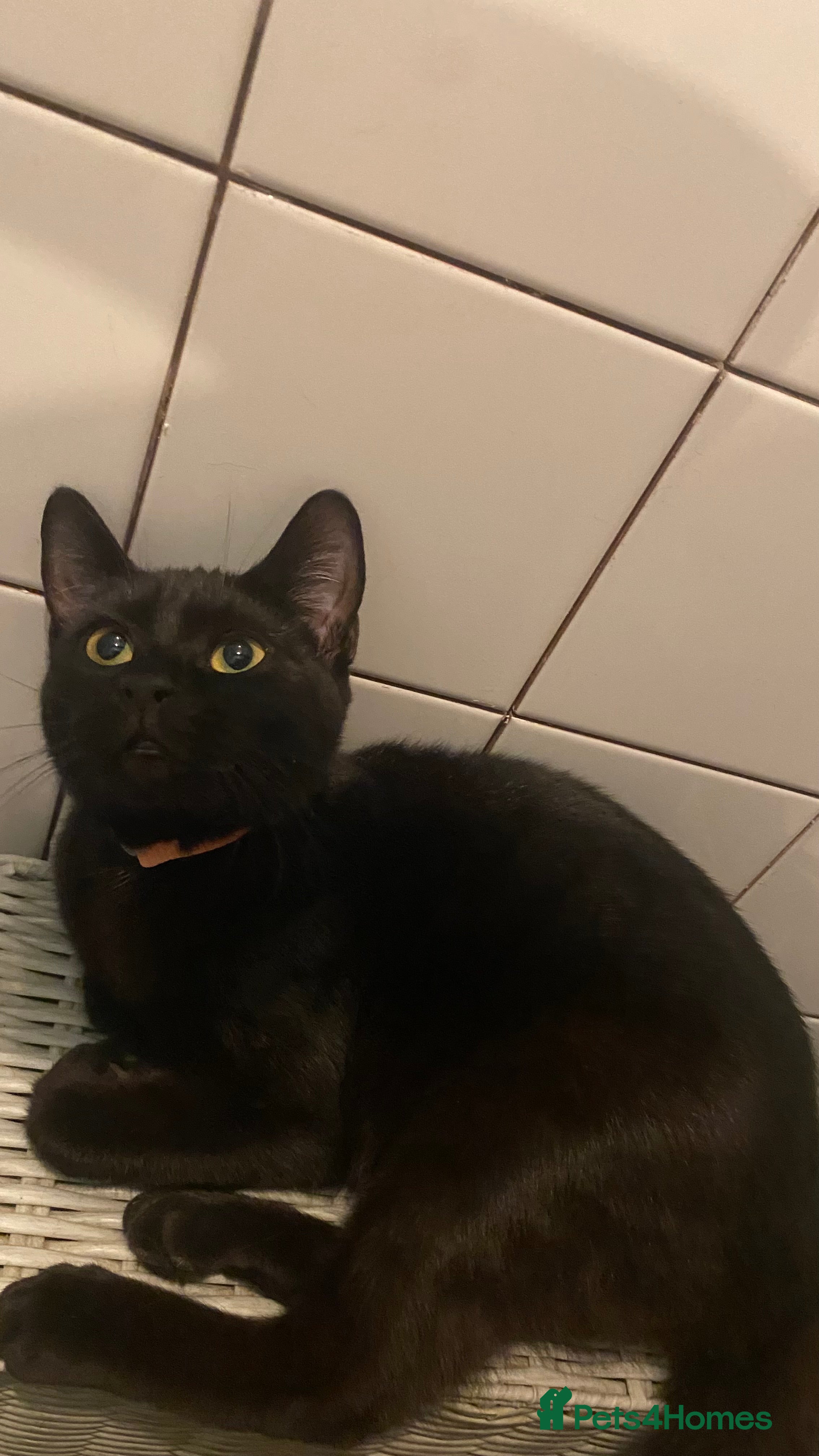 Mixed Breed cats Lovable kitten in need of a forever home.  in Norwich - Advert 1