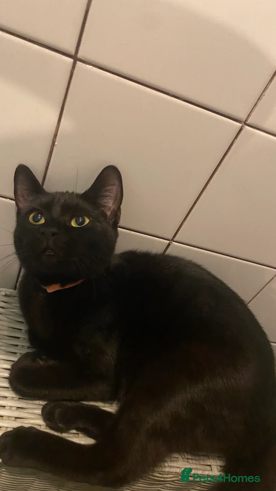 Mixed Breed cats for sale: Lovable kitten in need of a forever home.  in Norwich - Advert 1