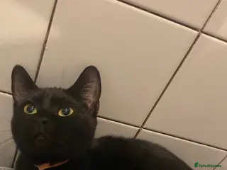 Mixed Breed cats Lovable kitten in need of a forever home. in Norwich - Advert 1