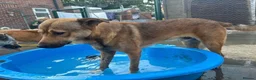 Mixed Breed dogs for adoption: Toffee - Norwich Norfolk  in Norwich - Advert 22