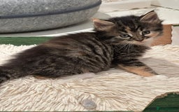 Maine Coon cats for sale: Stunning Mainecoon Kittens - Image 14