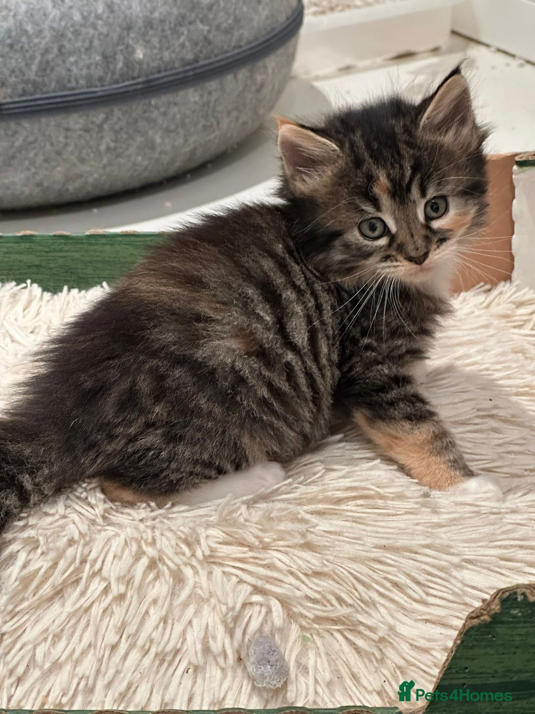 Maine Coon cats for sale: Stunning Mainecoon Kittens - Image 14