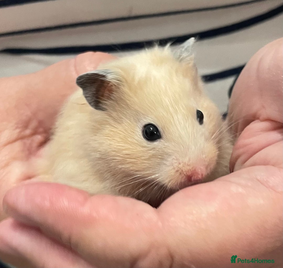 Hamster rodents for sale: Baby Syrian hamsters from show stock  - Image 10