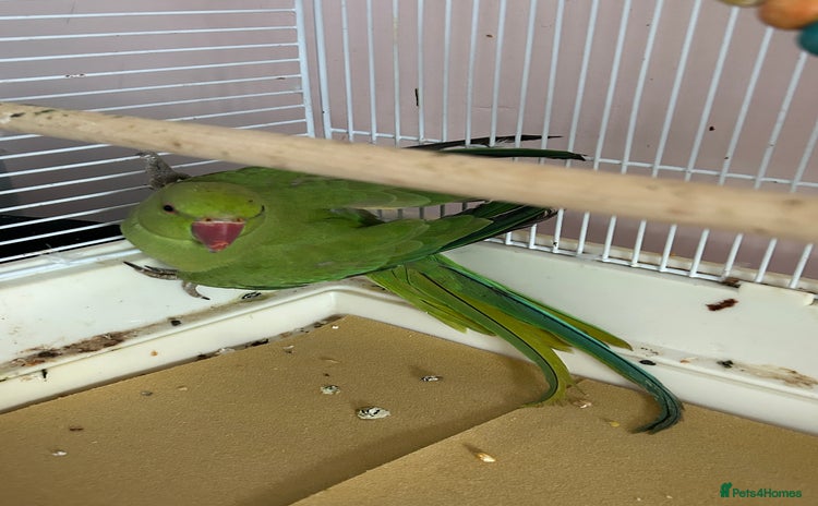 Ringnecks birds - Advert 1