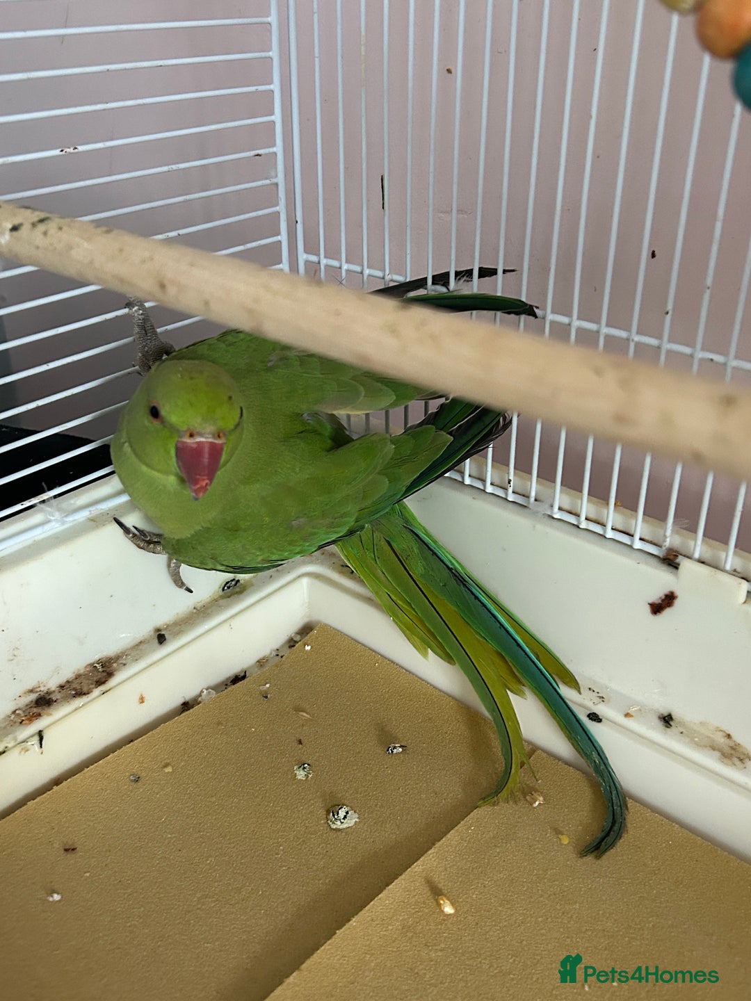 Ringnecks birds for sale: Indian ringneck with cage and stand  - Image 1