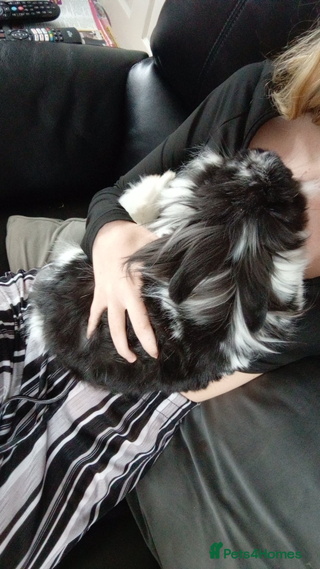 Mini Lion Lop rabbits for sale: Female lionhead mini lop needing rehomed!! - Image 3