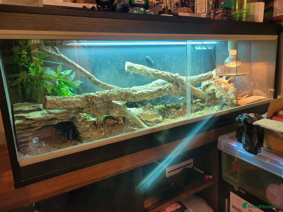 Bearded Dragon reptiles for sale: Bearded dragon  - Advert 1