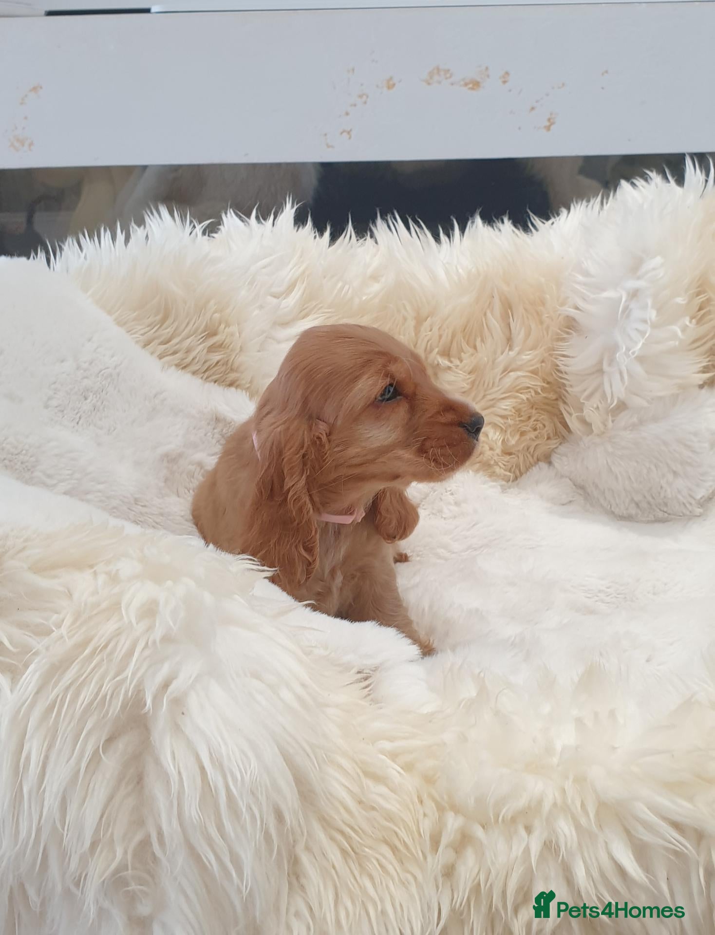 Cocker Spaniel dogs Show line K.C Cocker Spaniel Puppies  - Advert 2