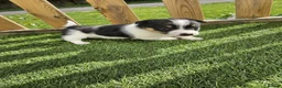 Jack Russell dogs for sale: Jack Russel Puppy - Advert 2