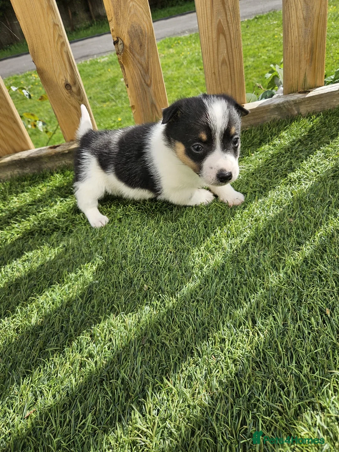 Jack Russell dogs for sale: Jack Russel Puppy - Advert 2