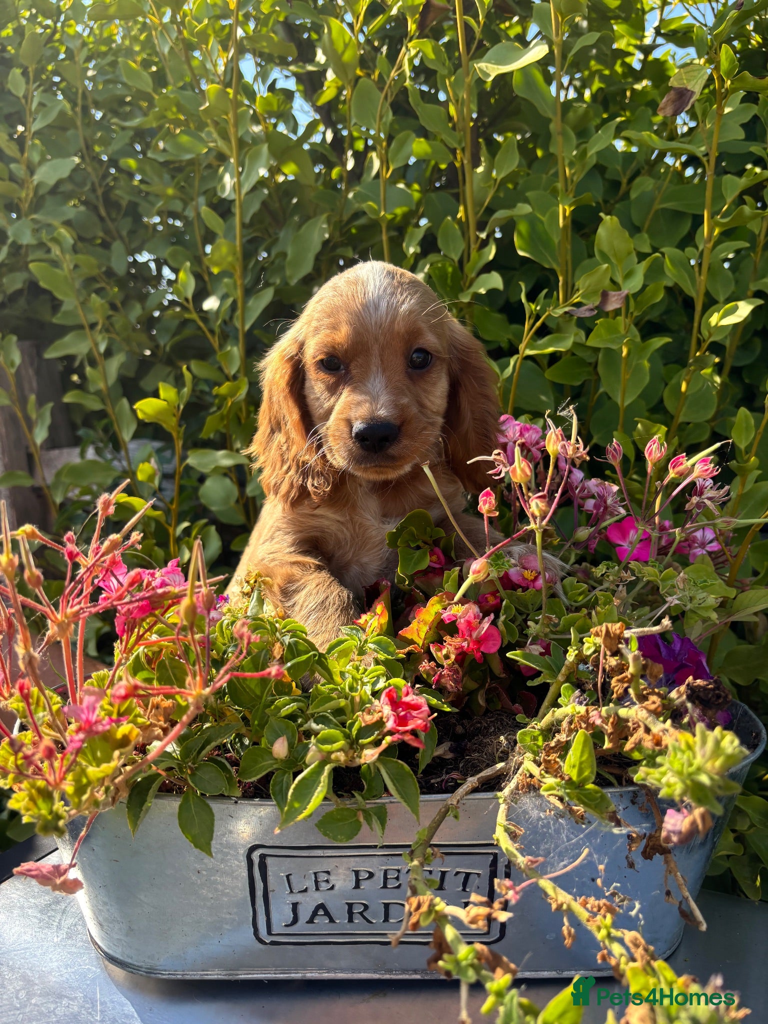 Cocker Spaniel dogs Only 2 left - Advert 17