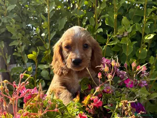 Cocker Spaniel dogs Only 2 left - Advert 5