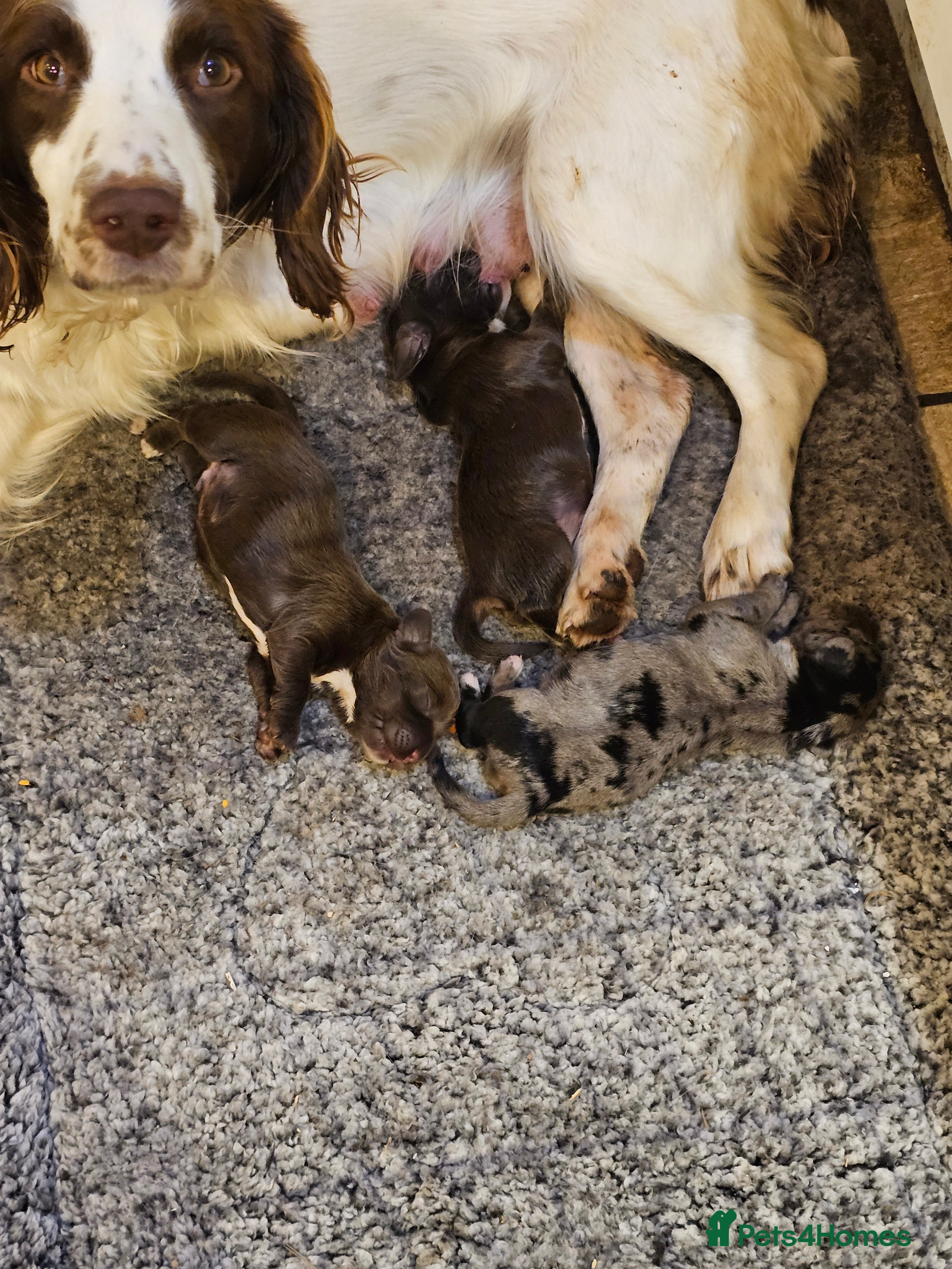 Mixed Breed dogs Springer spaniel x miniature dachshund  - Advert 11