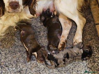 Mixed Breed dogs Springer spaniel x miniature dachshund - Advert 9